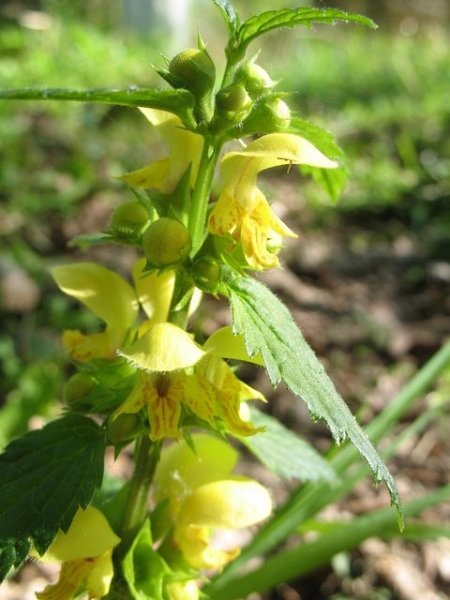 2007-04-Mare du Parc d'en Haut
